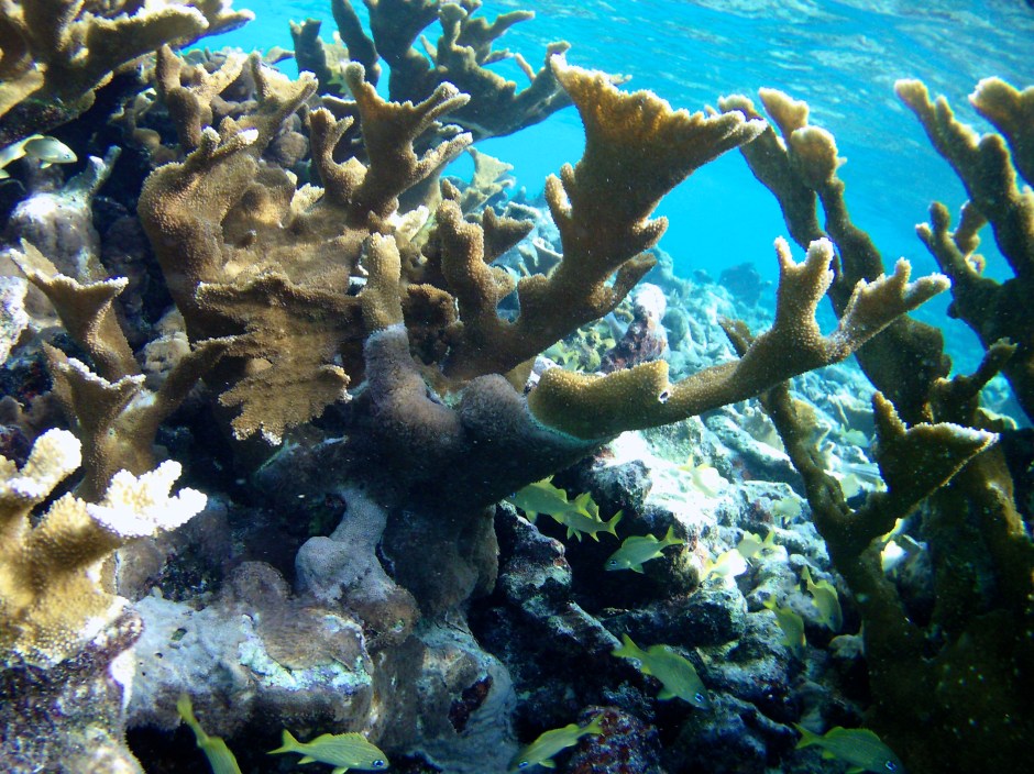 Zemūdens pasaule (ar snorkelētāja un vecas action kameras acīm)