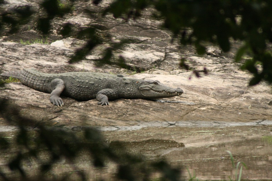 Krokodili brīvā dabā