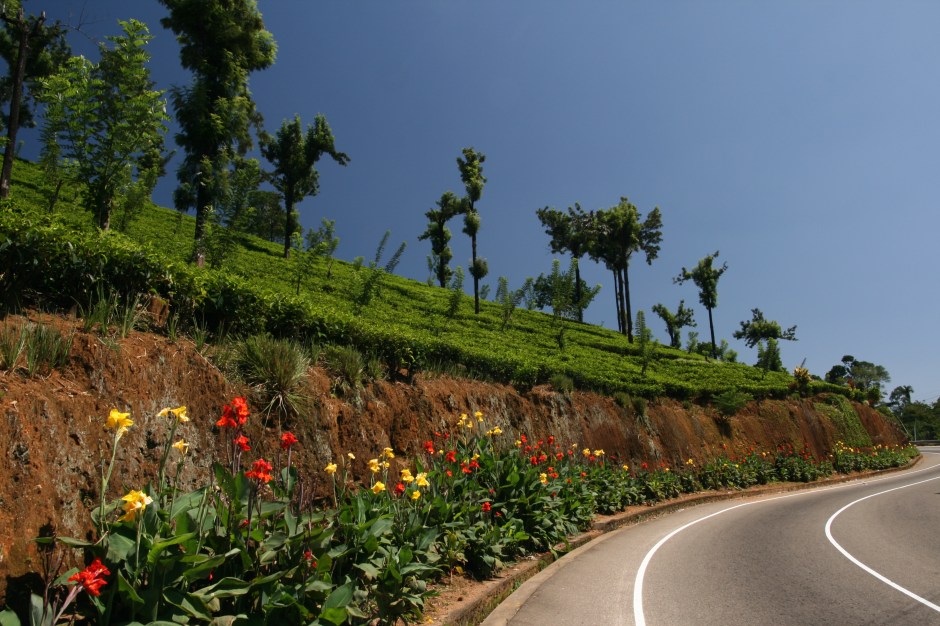Vienkārši ceļš gar tējas plantācijām